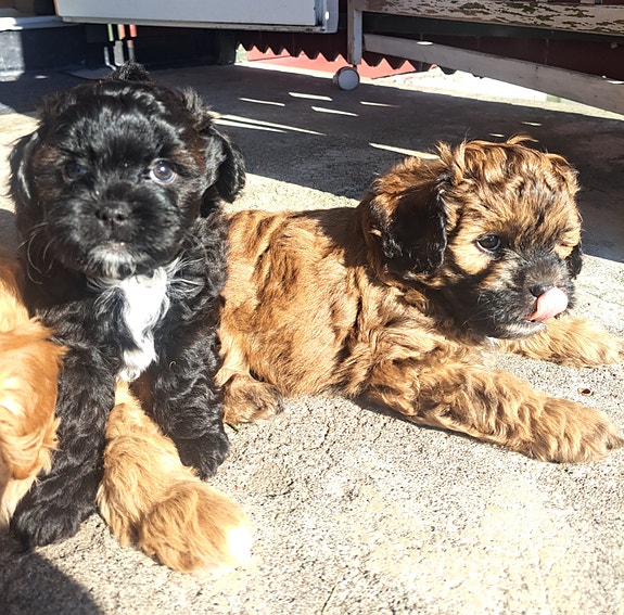 Product image 5 of 9