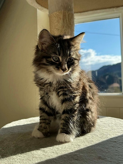 Product image 5 of 8