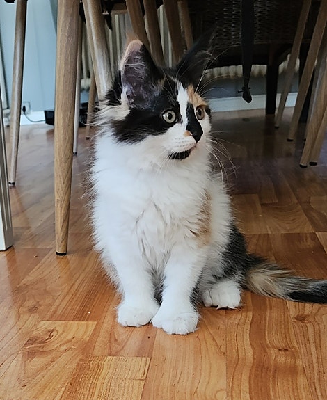 Product image 5 of 5