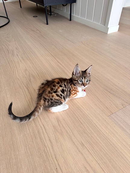 Product image 4 of 7