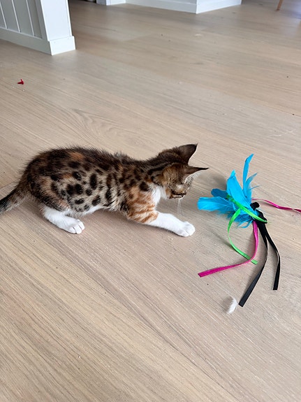 Product image 5 of 7