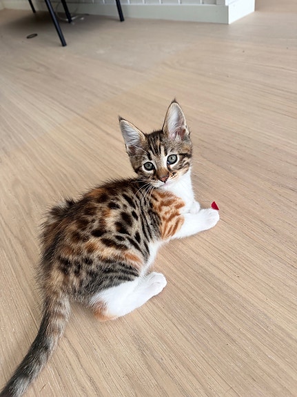 Product image 3 of 7