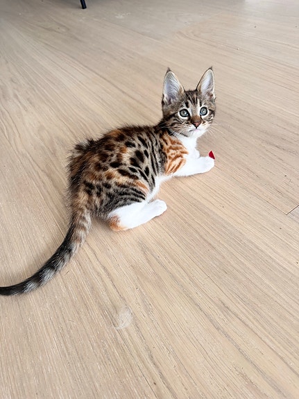 Product image 2 of 7