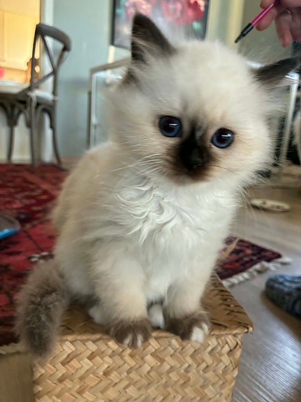 Product image 7 of 8