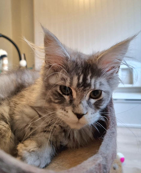 Product image 4 of 5