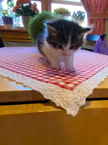 Product image 5 of 9