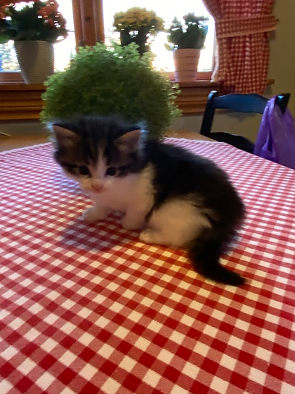 Product image 3 of 9