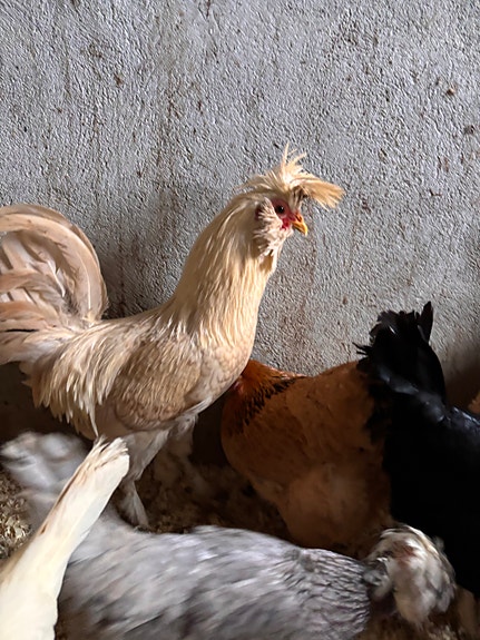 Product image 6 of 10