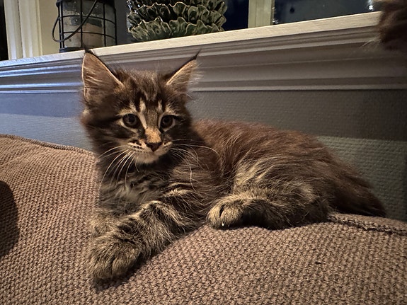 Product image 7 of 10