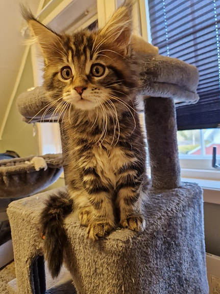 Product image 4 of 10