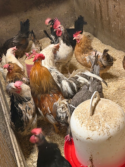 Product image 3 of 9