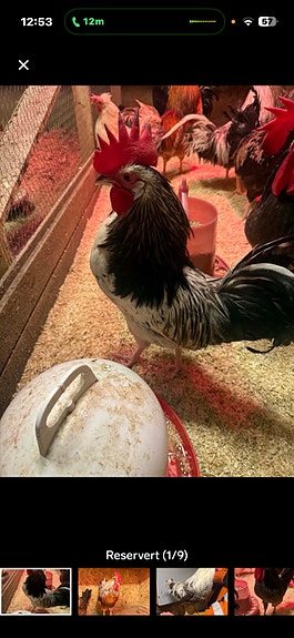 Product image 8 of 9