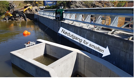 Løsningene finnes for å redde villaksen fra turbinene - her i Boenfossen i Tovdalselva.