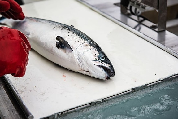 Bilde 1 av 2 i jobbannonse-galleriet