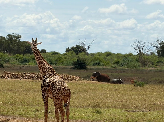 Kenya 2025