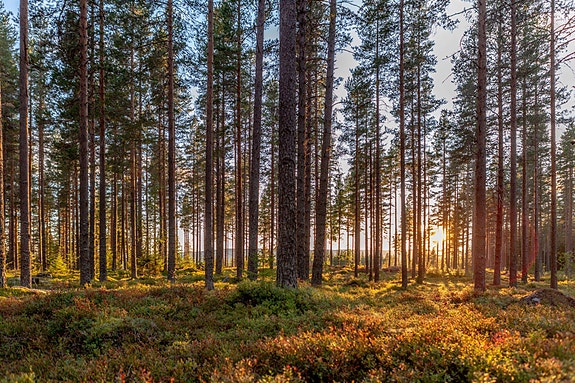 Bilde fra arbeidsgiver