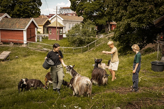 Lågdalsmuseet - dyr på beite