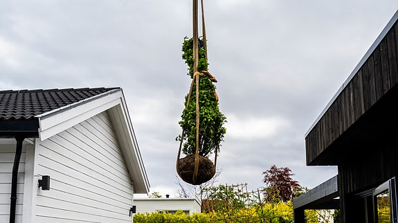 Planting av planter