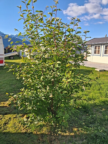 KABE Royal 720 TDL KS med spikertelt 10 of 15