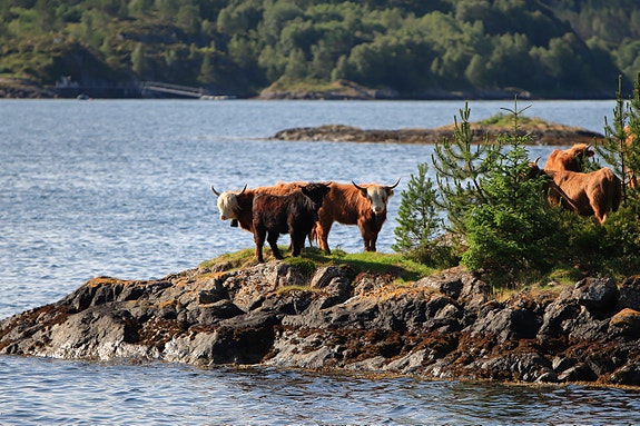 Bilde 1 av 2 i jobbannonse-galleriet