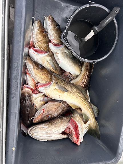 Perfekt fiskebåt, dagsturbåt for sjø og ferskvann m/ekkolodd 7 of 8