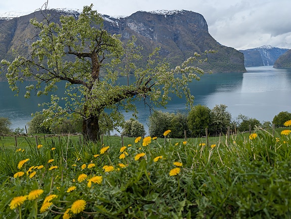 Charter i Sognefjorden med Ocean X 9 of 13