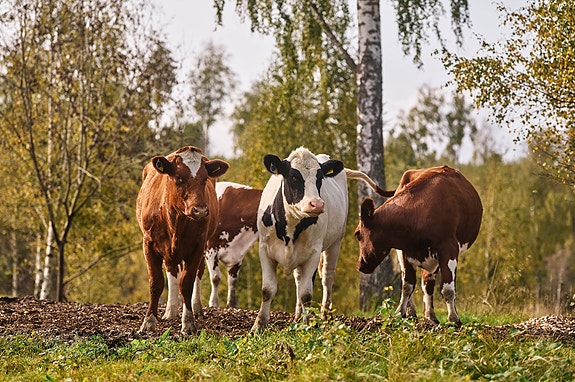 Bilde 1 av 1 i jobbannonse-galleriet