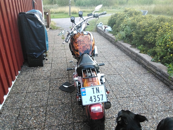 Harley-Davidson XL 883 Sportster 4 of 6