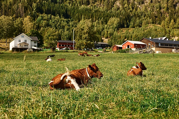 Bilde fra arbeidsgiver