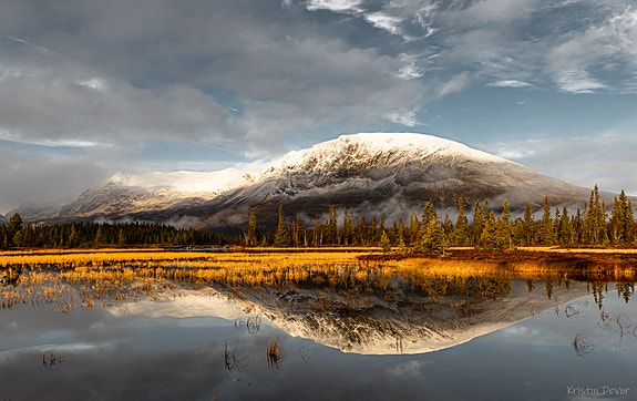 Skogshorn