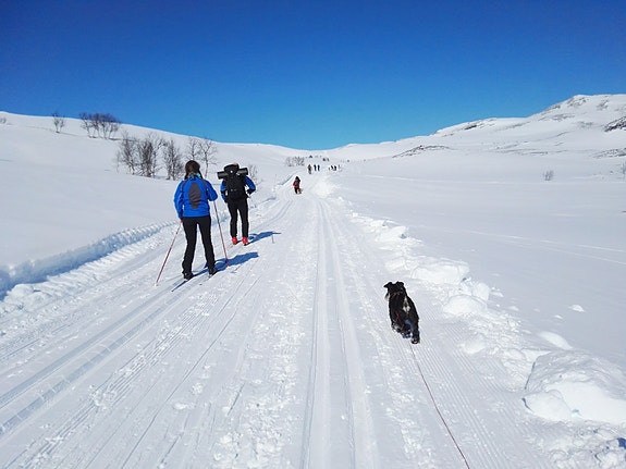Bjølseth 650 m/Spikertelt! 15 of 24