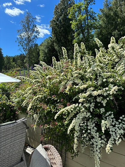 Hobby Prestige 650 UMFE Selges på rot 30 of 30