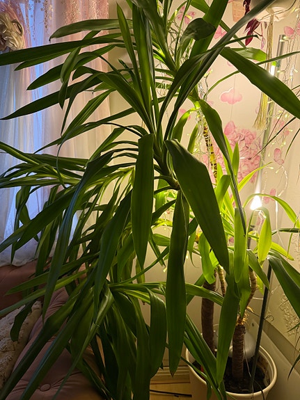 Stor grønn inneplante i potte