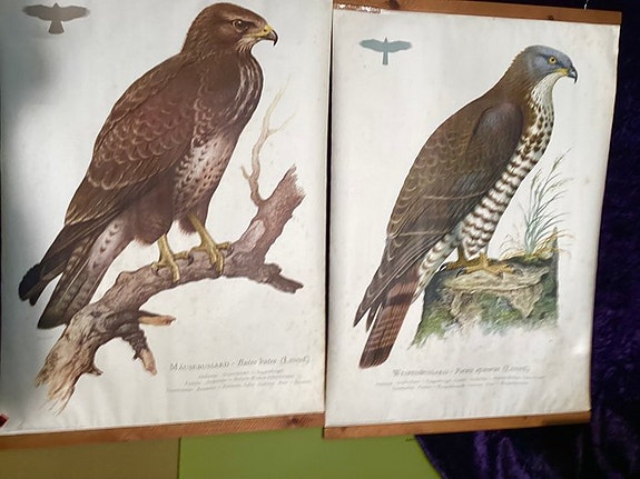 Kronen Verlag - Cramers naturhistoriske undervisningstavler - Cramers Naturkundl