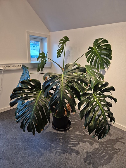 Product image 1 of 10