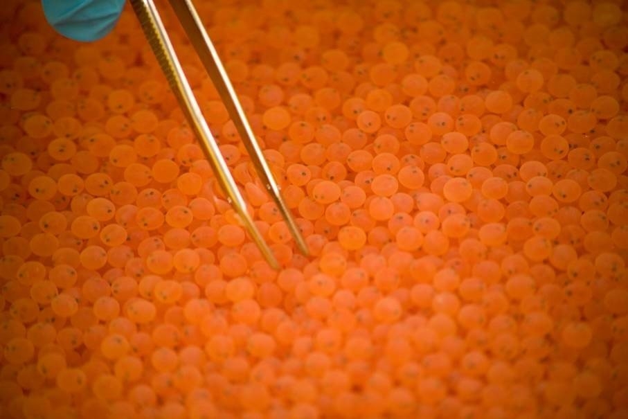 I Norge dekker vi hele verdikjeden fra fôrproduksjon, rogn, stamfisk, matfisk, foredling til salg og distrubisjon.