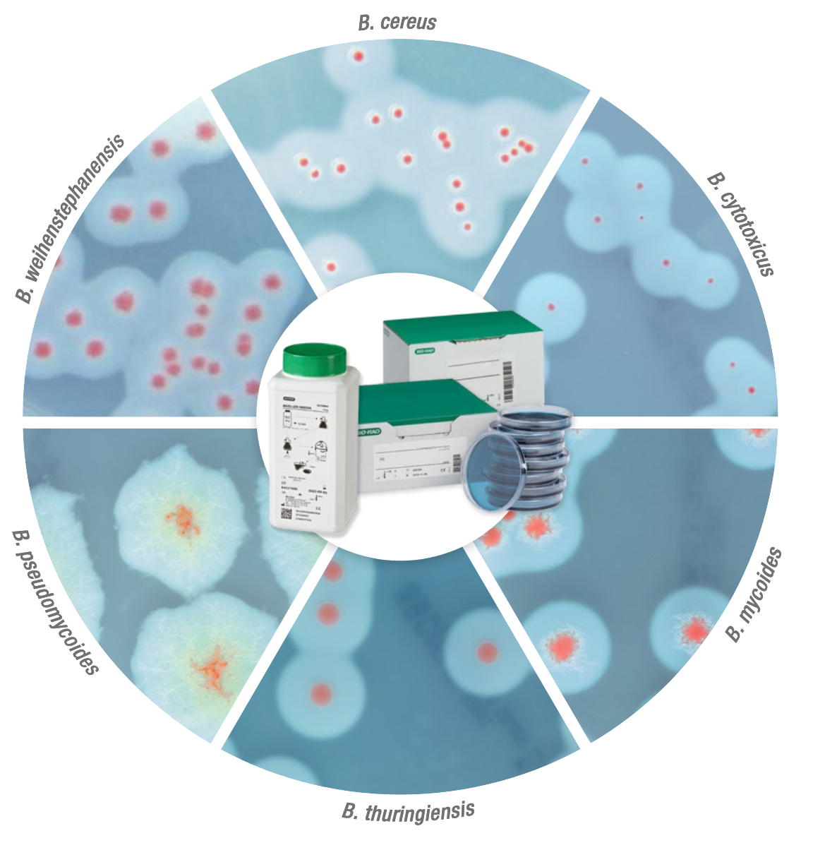 Analysemetoder og mikrobiologi