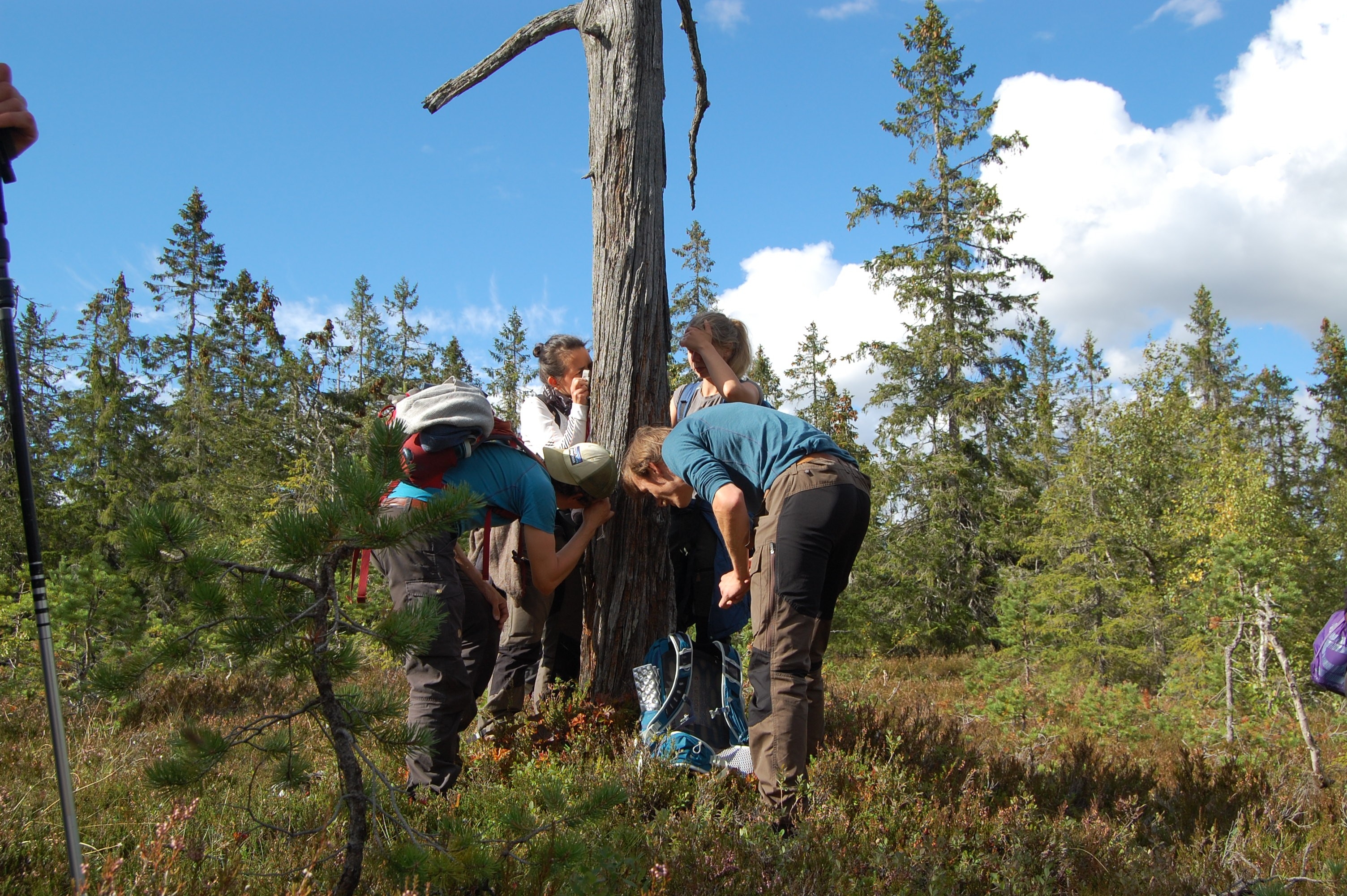 Noen av NOAs ansatte og frivillige i feltarbeid. Her kartlegges gammelskog.
